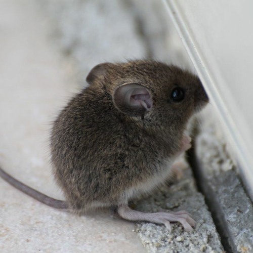 Stream Lil Baby Mouse Music Listen To Songs Albums Playlists For Free On Soundcloud Stream Lil Baby Mouse Music Listen To Songs Albums Playlists For Free On Soundcloud
