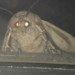 bugblast