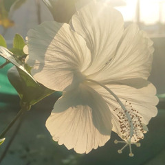 omaima