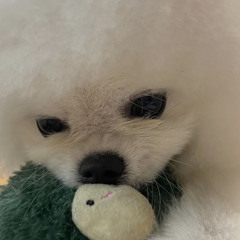 세종특별강력시 달려