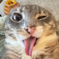 kat
