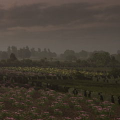 graysn