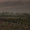 graysn