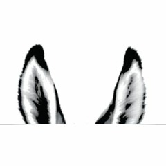 The Soul Donkeys Band