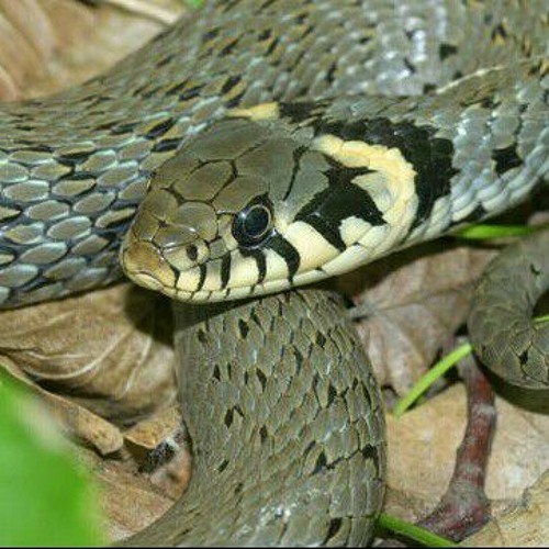 pszichotori 8. ora apr 3..aac