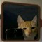PROD KITTT.