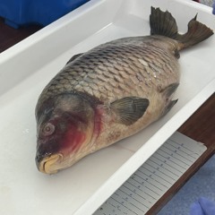 koji