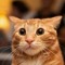 kittycat