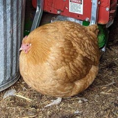 Northern Downpour (Cover)