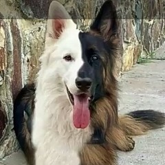 Aime the pup