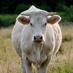 Demi-Vache
