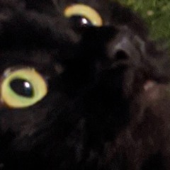 Kung Fu Kitty