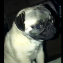 demodug