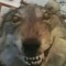 wolf?