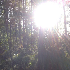 Woodrot