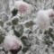dove(2)