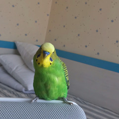 adorbogdan