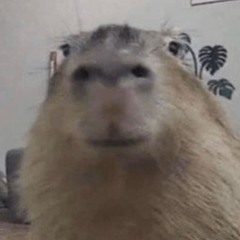 junohxyz