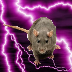 raTs