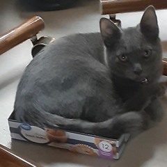 iamcat
