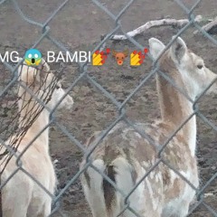OMG BAMBI 2