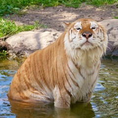 Mola Vũ