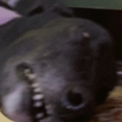 Megachad Celebratory Processional