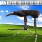 a some bird