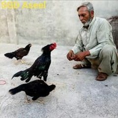 Muhammad Akhtar