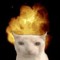 MRcat