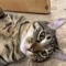 Cat_Therian