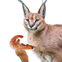 caracaal