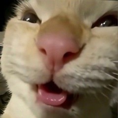 고양이 의 각기 버거 가방