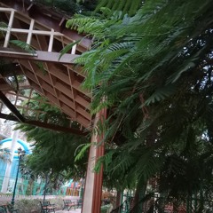 فاطمة عبد الرحمن