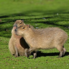 Capybarin
