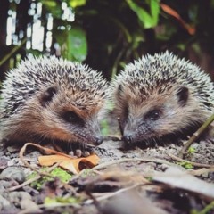 🦔 BAKSLAP 🦔