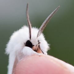 MafiTheMoth