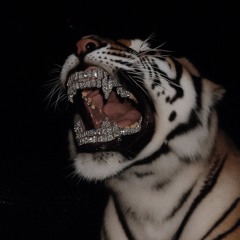 Lil Wayne (freestyle) w motelpapi