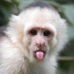 MonkeyB