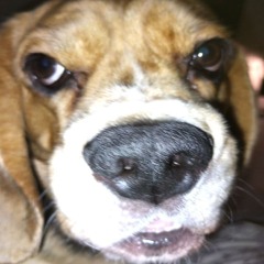 коты умирают в тишине