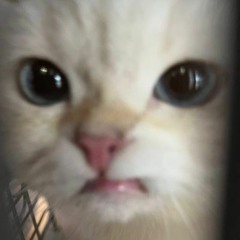 서애