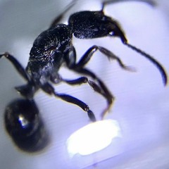 kumiCa