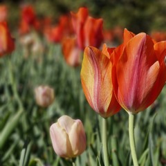Salmos, himnos y cánticos espirituales