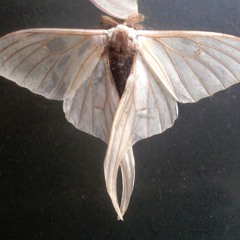 B.Moth