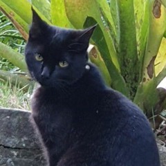 salazar