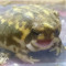 ettelet
