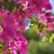 Hana Aishath