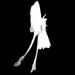 sednoid