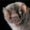 ran bat