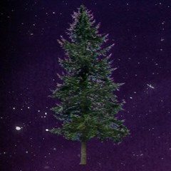 (prod. pine trees)